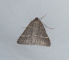 Petrophora narbonea (Linnaeus, 1767)