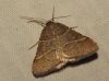 Petrophora narbonea (Linnaeus, 1767)