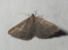 Petrophora narbonea (Linnaeus, 1767)