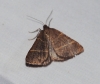 Petrophora narbonea (Linnaeus, 1767)