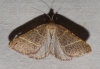 Petrophora narbonea (Linnaeus, 1767)