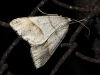 Petrophora narbonea (Linnaeus, 1767)