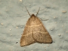 Petrophora narbonea (Linnaeus, 1767)