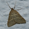 Petrophora narbonea (Linnaeus, 1767)