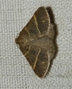 Petrophora narbonea (Linnaeus, 1767)