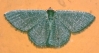 Phaiogramma faustinata (Milliére, 1868)