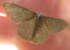 Phaiogramma sp.