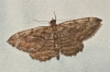 Philereme transversata (Hufnagel, 1767)