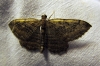 Philereme transversata (Hufnagel, 1767)