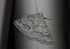 Pseudoterpna coronillaria (Hbner, 1817)
