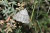 Pseudoterpna coronillaria (Hbner, 1817)