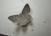 Pseudoterpna coronillaria (Hbner, 1817)