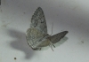 Pseudoterpna coronillaria (Hbner, 1817)