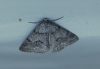 Pseudoterpna coronillaria (Hbner, 1817)