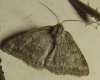 Pseudoterpna coronillaria (Hbner, 1817)