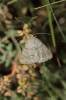 Pseudoterpna coronillaria (Hbner, 1817)