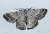 Pseudoterpna coronillaria (Hbner, 1817)