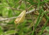 Rhodometra sacraria (Linnaeus, 1767)
