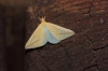 Rhodometra sacraria (Linnaeus, 1767)