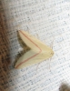 Rhodometra sacraria (Linnaeus, 1767)