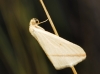 Rhodometra sacraria (Linnaeus, 1767)