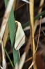 Rhodometra sacraria (Linnaeus, 1767)