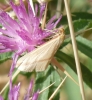 Rhodometra sacraria (Linnaeus, 1767)