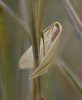 Rhodometra sacraria (Linnaeus, 1767)