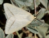 Rhodometra sacraria