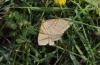 Rhodostrophia calabra (Petagna, 1786)