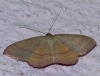 Rhodostrophia calabra (Petagna, 1786)
