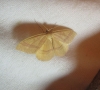 Rhodostrophia calabra (Petagna, 1786)