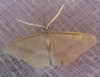 Rhodostrophia calabra (Petagna, 1786)