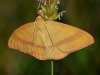 Rhodostrophia calabra (Petagna, 1786)