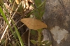 Rhodostrophia calabra (Petagna, 1786)