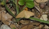 Rhodostrophia calabra (Petagna, 1786)