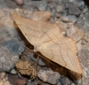 Rhodostrophia vibicaria (Clerck, 1759)