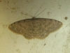 Scopula (Calothysanis) asellaria (Herrich-Schaffer, 1847)