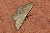 Scopula (Calothysanis) rufomixtaria (de Graslin, 1863)
