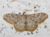 Scopula (Calothysanis) rufomixtaria (de Graslin, 1863)