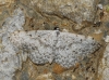 Scopula (Calothysanis) rufomixtaria (de Graslin, 1863)