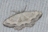 Scopula (Scopula) concinnaria (Duponchel, 1842)