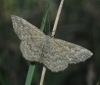 Scopula (Scopula) immorata (Linnaeus, 1758)