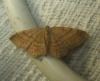 Scopula (Scopula) rubiginata (Hufnagel, 1767)