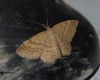 Scopula (Scopula) rubiginata (Hufnagel, 1767)