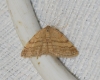 Scopula (Scopula) rubiginata (Hufnagel, 1767)