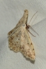 Scopula (Scopula) submutata (Treitschke, 1828)
