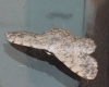 Scopula (Scopula) submutata (Treitschke, 1828)