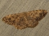 Scopula (Scopula) submutata (Treitschke, 1828)