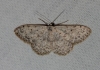 Scopula (Scopula) submutata (Treitschke, 1828)